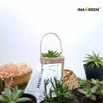 Souvenir Pernikahan Kaktus yang Berkesan
