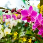 Rekomendasi Souvenir Pernikahan Berkesan: Hampers Anggrek