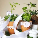 Souvenir Pernikahan Kaktus Mini Unik dan Berkesan